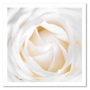 Obraz na plátně Jemná růže Rozměry: 30 x 30 cm