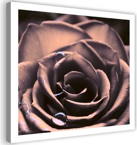 Obraz na plátně Kapky vody na růži Rozměry: 30 x 30 cm