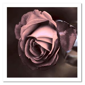 Obraz na plátně Krásná růže Rozměry: 30 x 30 cm