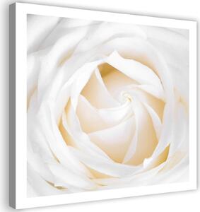 Obraz na plátně Jemná růže Rozměry: 30 x 30 cm