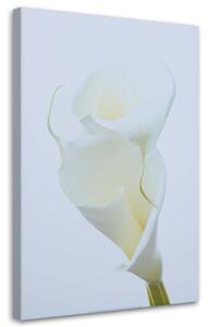 Obraz na plátně Bílá calla Rozměry: 40 x 60 cm