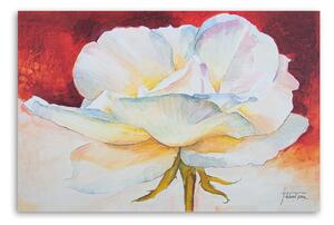 Obraz na plátně Bílá pivoňka květ Rozměry: 60 x 40 cm