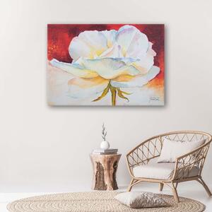 Obraz na plátně Bílá pivoňka květ Rozměry: 60 x 40 cm