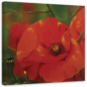 Gario Obraz Červené máky na louce Velikost: 50 x 50 cm, Provedení: Obraz na plátně