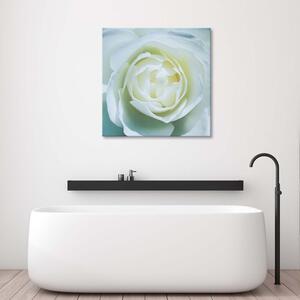 Obraz na plátně Střed bílé růže Rozměry: 30 x 30 cm