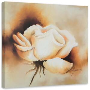 Obraz na plátně Bílá růže pupen Rozměry: 30 x 30 cm
