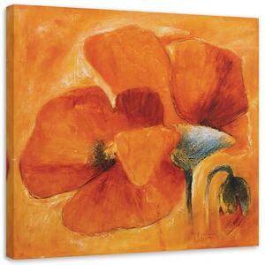 Obraz na plátně Oranžové máky v detailním záběru Rozměry: 30 x 30 cm