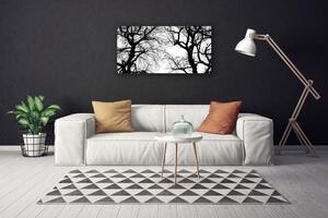 Obraz na plátně Stromy Příroda Černobílý 100x50 cm