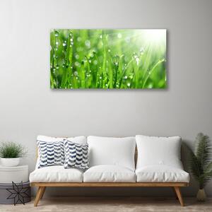 Obraz na plátně Příroda Tráva Kapky 100x50 cm