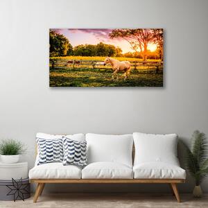Obraz na plátně Kůň Louka Zvířata 100x50 cm