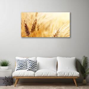 Obraz na plátně Pšenice Rostlina Příroda 120x60 cm
