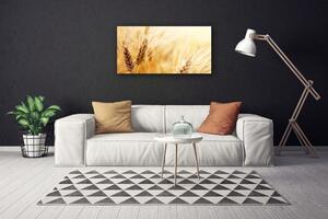 Obraz na plátně Pšenice Rostlina Příroda 100x50 cm