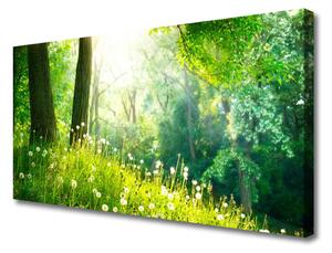 Obraz na plátně Louka Příroda Rostlina 120x60 cm