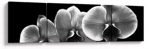 Obraz květu orchideje (170x50 cm)