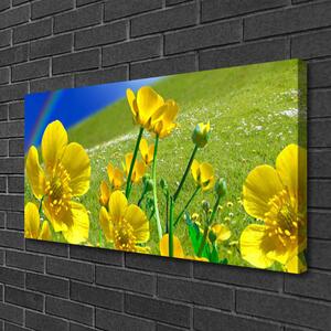 Obraz na plátně Louka Květiny Duha Příroda 100x50 cm