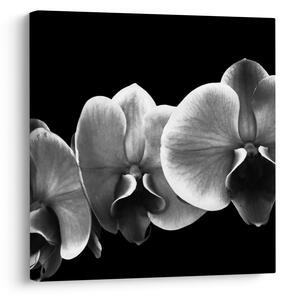 Obraz květu orchideje (30x30 cm)