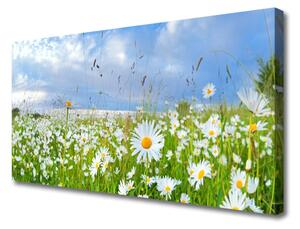 Obraz na plátně Louka Sedmikrásky Příroda 125x50 cm