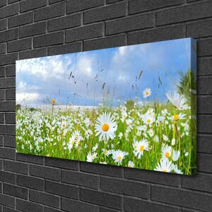 Obraz na plátně Louka Sedmikrásky Příroda 140x70 cm