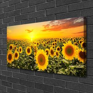Obraz na plátně Slunečnice 100x50 cm