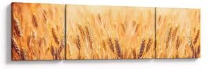 Obraz - pole s obilím (170x50 cm)