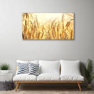 Obraz na plátně Obilí Pole Klasy Příroda 100x50 cm