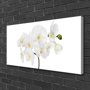 Obraz na plátně Bílá Orchidej Květiny 120x60 cm