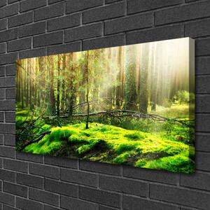 Obraz na plátně Mech Les Příroda 100x50 cm