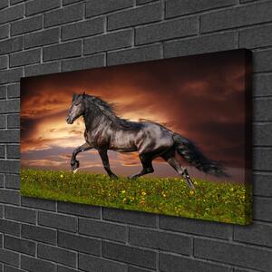 Obraz na plátně Černý Kůň Louka Zvířata 140x70 cm