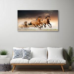 Obraz na plátně Koně Zvířata 140x70 cm