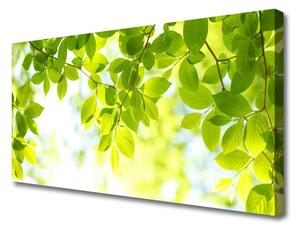 Obraz na plátně Listy Příroda Rostlina 120x60 cm