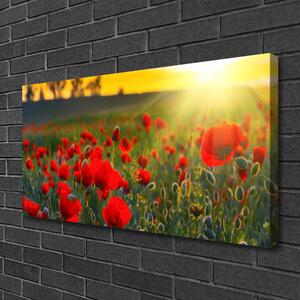 Obraz na plátně Louka Máky Rostlina Příroda 120x60 cm