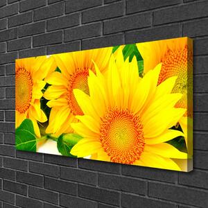 Obraz na plátně Slunečnice Květ Příroda 140x70 cm