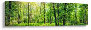Obraz - Jarní listnatý les (170x50 cm)