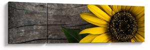 Obraz - Květ slunečnice (170x50 cm)