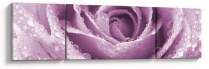 Obraz detailu květu růže (170x50 cm)