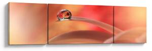 Obraz květinové kapky rosy (170x50 cm)