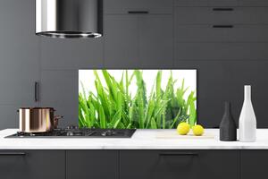 Kuchyňský skleněný panel Tráva Rostlina 100x50 cm