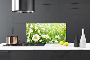Kuchyňský skleněný panel Sedmikráska Květ Rostlina 120x60 cm