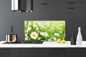 Kuchyňský skleněný panel Sedmikráska Květ Rostlina 120x60 cm