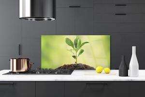 Kuchyňský skleněný panel Půda Rostlina Růst 120x60 cm