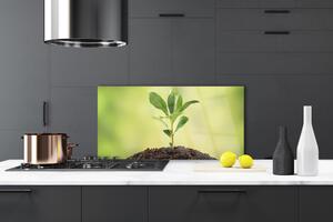 Kuchyňský skleněný panel Půda Rostlina Růst 120x60 cm