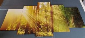 5-dílný obraz sluneční paprsky v lese - 100x50 cm