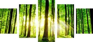 5-dílný obraz svěží zelený les - 100x50 cm