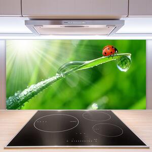 Kuchyňský skleněný panel Tráva Beruška Příroda 120x60 cm