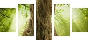 5-dílný obraz kořen stromu - 100x50 cm
