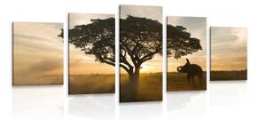 5-dílný obraz slon při východu slunce - 100x50 cm