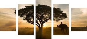 5-dílný obraz slon při východu slunce - 100x50 cm