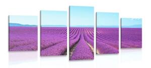 5-dílný obraz nekonečné levandulové pole - 100x50 cm