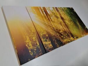 5-dílný obraz sluneční paprsky v lese - 100x50 cm
