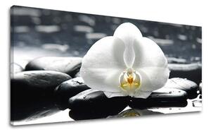Obraz na stěnu PANORÁMA FENG SHUI FS018E13